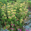 Phlomis russeliana: Bild 5/6