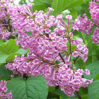 Syringa prestoniae 'Coral'