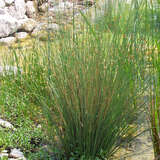 Juncus inflexus (glaucus) - Blaubinse