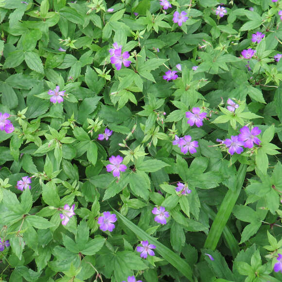 Geranium nodosum: Bild 5/6 Geranium nodosum: Bild 5/6