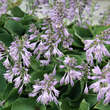 Hosta 'Blue Cadet': Bild 2/3