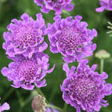 Scabiosa japonica 'Vivid Violet' - Japanische Berg-Skabiose