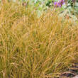 Carex testacea: Bild 2/3