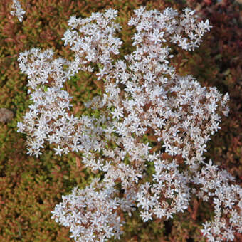 Sedum album 'Coral Carpet'