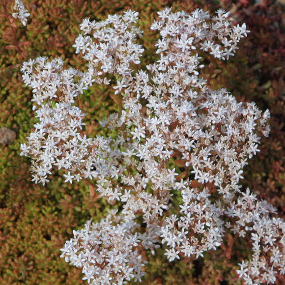 Sedum album 'Coral Carpet': Bild 1/9 Sedum album 'Coral Carpet': Bild 1/9