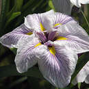 Iris ensata 'Greywood's Catrina' - Japanische Sumpfschwertlilie