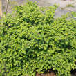 Ribes alpinum 'Green Mound': Bild 1/1