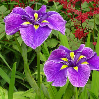 Iris ensata 'Katy Mendez'