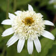 Echinacea purpurea 'Meringue': Bild 1/7