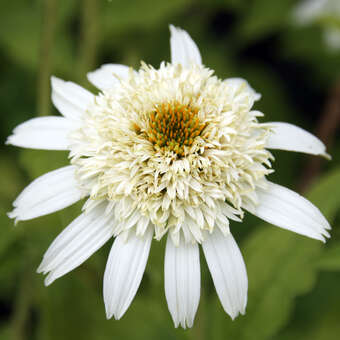 Echinacea purpurea 'Meringue'