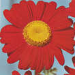 Tanacetum coccineum 'Robinson's Rot': Bild 1/1