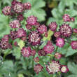 Astrantia major 'Moulin Rouge': Bild 1/1