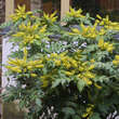 Mahonia japonica: Bild 1/1