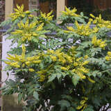 Mahonia japonica - Japanische Mahonie