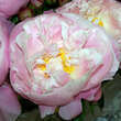 Paeonia lactiflora 'Lady Alexandra Duff': Bild 1/1