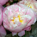 Paeonia lactiflora 'Lady Alexandra Duff' - Pfingstrose
