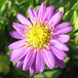 Aster ageratoides 'Ezo Murazaki' - Aster