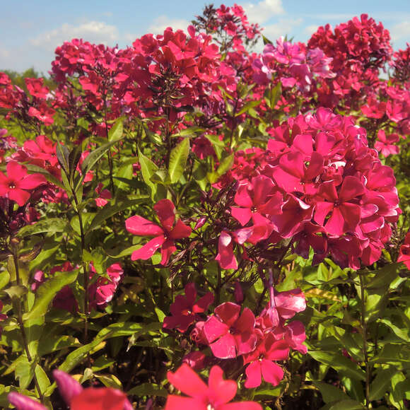 Phlox paniculata 'Starfire': Bild 2/4