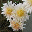 Chrysanthemum kor. 'Vysocina' - Gartenchrysantheme