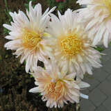 Chrysanthemum koreanum'Vysocina' - Gartenchrysantheme