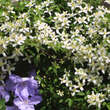 Clematis montana wilsonii: Bild 1/3