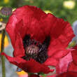 Papaver or. 'Beauty of Livermere': Bild 1/1