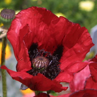 Papaver or. 'Beauty of Livermere'