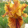 Iris germanica 'Crimson Tiger': Bild 1/1