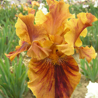 Iris germanica 'Crimson Tiger'