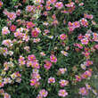 Helianthemum 'Raspberry Ripple': Bild 3/3