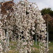 Prunus yedoensis 'Shidare-yoshino': Bild 1/5