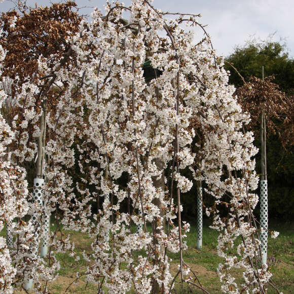 Prunus yedoensis 'Shidare-yoshino': Bild 1/5 Prunus yedoensis 'Shidare-yoshino': Bild 1/5