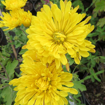 Chrysanthemum kor. 'Yellow Spoon'