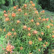 Euphorbia griffithii 'Fireglow': Bild 5/6