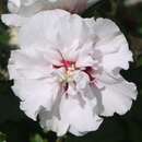 Hibiscus syr. 'Speciosus' - Eibisch