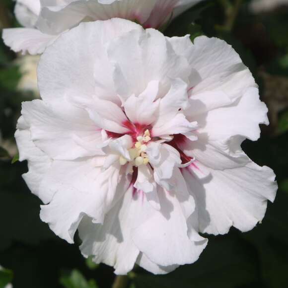 Hibiscus syriacus 'Speciosus': Bild 1/3 Hibiscus syriacus 'Speciosus': Bild 1/3