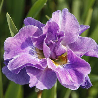 Iris sibirica 'Having Fun'