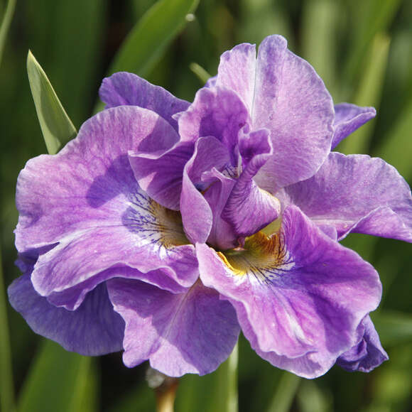Iris sibirica 'Having Fun': Bild 1/2
