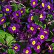 Primula pr. 'Gartenmeister Bartens': Bild 2/2