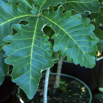 Quercus dentata 'Carl Ferris Miller'