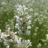 Lavandula angustifolia 'Arctic Snow' - Lavendel