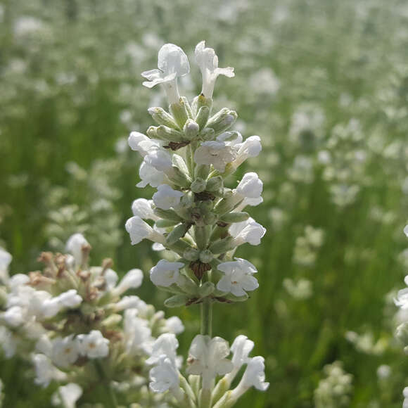 Lavandula angustifolia 'Arctic Snow': Bild 1/3 Lavandula angustifolia 'Arctic Snow': Bild 1/3