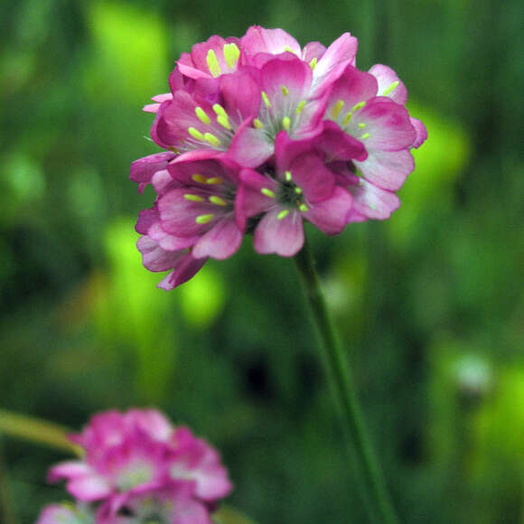 Armeria maritima 'Rubrifolia': Bild 2/4 Armeria maritima 'Rubrifolia': Bild 2/4