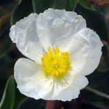 Cistus laurifolius     Kübelpflanze - Lorbeerblättrige Zistrose