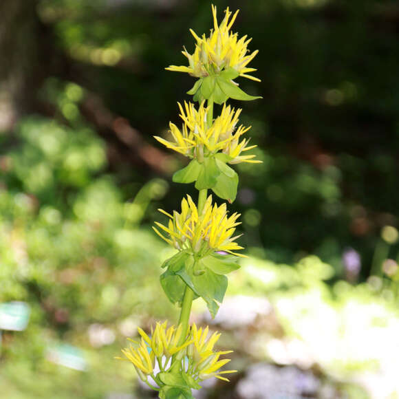 Gentiana lutea: Bild 2/4 Gentiana lutea: Bild 2/4