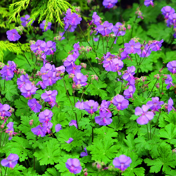 Geranium cantabrigiense 'Karmina': Bild 2/9