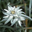 Leontopodium alpinum: Bild 7/9