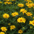 Heliopsis helianthoides 'Venus': Bild 4/6