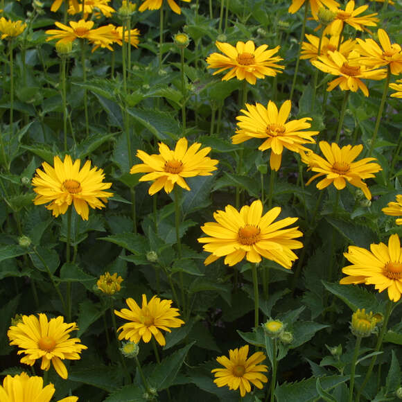 Heliopsis helianthoides 'Venus': Bild 5/7 Heliopsis helianthoides 'Venus': Bild 5/7