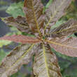 Quercus rhysophylla 'Maya': Bild 1/1